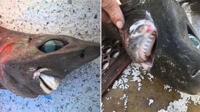 العفريت تثير الرعب.. صياد يشارك صور سمكة شبيهة بالبشر