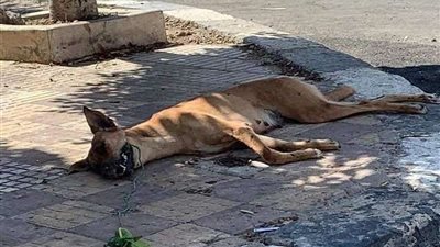 القبض على المتهمين بربط كلب في توك توك وسحله في المعادي