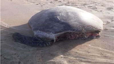 بيان جديد من وزارة البيئة بشأن رصد سلحفاة نافقة بساحل محمية وادي الجمال بالبحر الأحمر