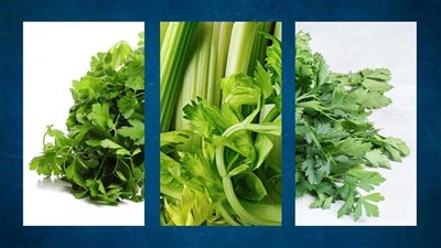 بعلامات بسيطة.. أعرفي الفرق بين الكزبرة والكرفس والبقدونس