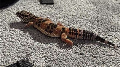 «لمواجهة غزو البرص المصري».. طلب غريب من إسرائيل لمواطنيها