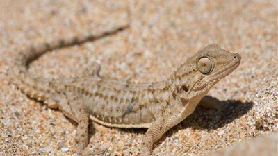 البرص المصري يهدد البيئة بـ إسرائيل.. اعرف الحكاية