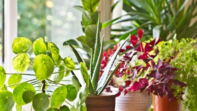 خبيرة طاقة تفجر مفاجأة للباحثين عن الغِنى.. النبات ثروتك