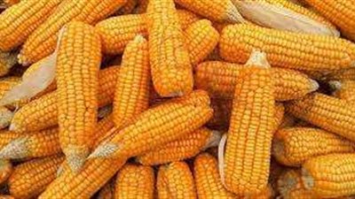 تعرف على أسعار الذرة اليوم الأربعاء 28 سبتمبر 2022