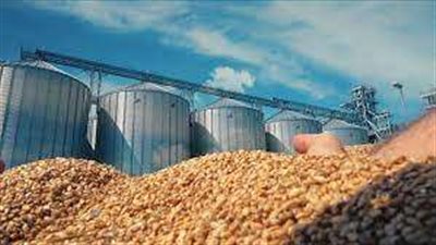 زراعة الجيزة تسلم 8 آلاف طن من محصول القمح للصوامع