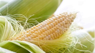 أسعار الذرة اليوم الأربعاء 28-9-2022 بكافة أنواعها فى الأسواق