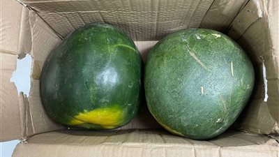 مخبينها جوة البطيخ.. ضبط 765 ألف قرص إمفيتامين مخدر