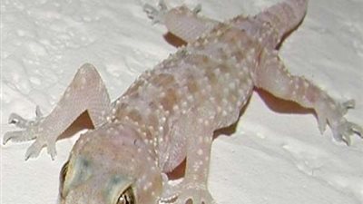 يلتهم المحاصيل..البرص المصري يغزو إسرائيل