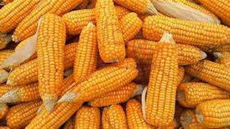أسعار الذرة