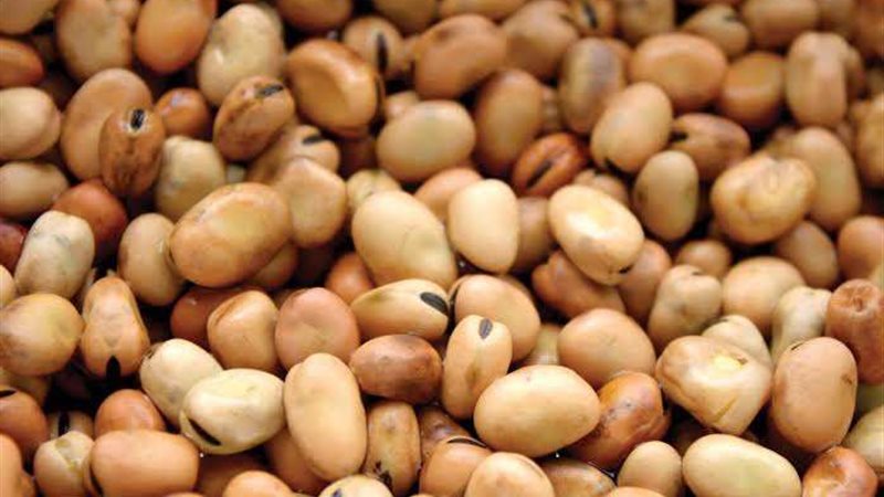 أسعار الفول