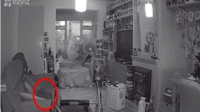 رعب حقيقي.. شبح قطة متوفاة منذ عام يعاود الظهور