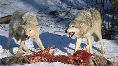 ذئب يهاجم 3 أشخاص في قرية بني برزة بقنا ويفر هاربا