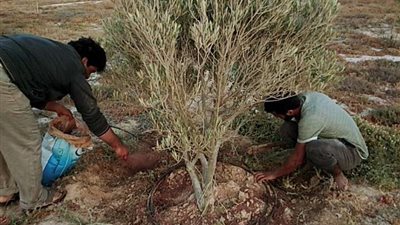مركز التنمية المستدامة يقدم معاملات جديدة تعزز من مقاومة أشجار الزيتون للجفاف بمطروح