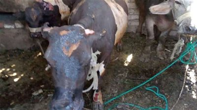 السيطرة على حريق داخل حظيرة مواشي بالصف