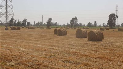 محافظ كفر الشيخ يشهد يوم حصاد الأرز لأراضي المزروعة بطريقة الشتل الآلي