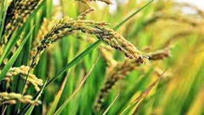 توريد أكثر من 8 آلاف طن أرز شعير بمحافظة كفر الشيخ