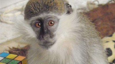 نسناس هارب يثير الذعر بين أهالي الشيخ زايد