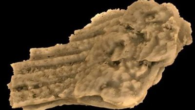 اكتشاف أقدم أسنان بأحافير أسماك في الصين.. تفاصيل