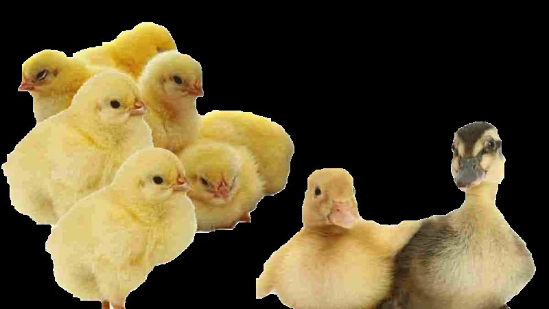 أسعار البط و الكتاكيت