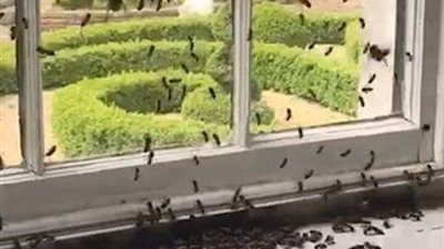 شاهد.. سرب من النحل يغزو منزلا ويروع سكانه 5 أيام متواصلة