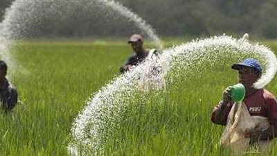 توريد  813 طن أرز لـ 25 موقعاً تجميعياً بالشرقية