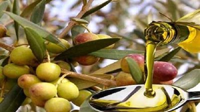 أبرزها فقدان الوزن.. فوائد تناول أوراق الزيتون