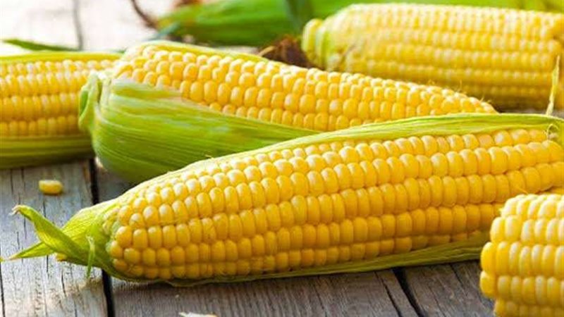 أسعار الذرة