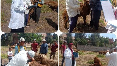 تحصين ما يقرب من 7000 رأس من ذوات الأربع خلال يومين في البحيرة