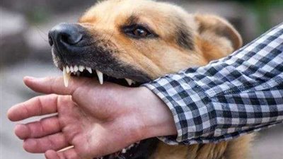 بعد 4 سنوات.. التوصل للقاح فموي لمرض السعار.. تفاصيل