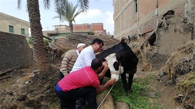 انطلاق الحملة القومية لتحصين المواشي الصغيرة ضد مرض الطاعون بمحافظة الغربية
