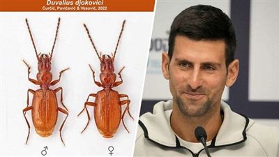 إطلاق اسم نوفاك ديوكوفيتش الصربي على حشرة تم اكتشافها حديثا