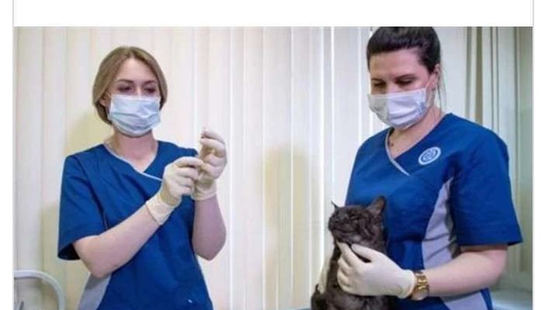 الطب البيطرى
