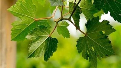 تفاصيل القبض على ثلاث سيدات سرقن 