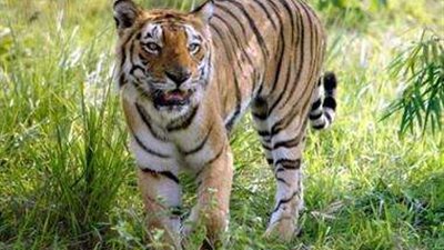 200 شخصا يجتمعون لقتل نمر في الهند.. اعرف السبب