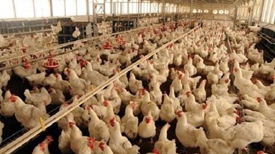 أسعار الدواجن والبيض اليوم الجمعة