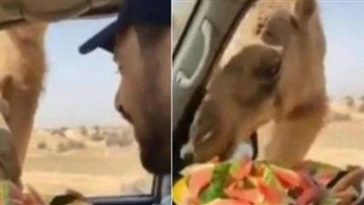 شاب إماراتي يطعم الجمال بطيخًا داخل السيارة.. (فيديو)