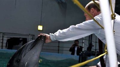 الدلافين سلاح روسيا الذي فشل في صد الهحوم على جسر كيرتش