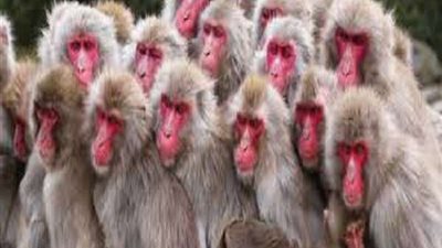 في أقل من عام.. هروب 70 قردًا من حديقة يابانية