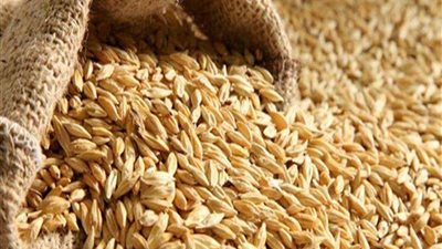 ارتفاع أسعار الأرز بالأسواق اليوم الأربعاء 12 - 10 - 2022