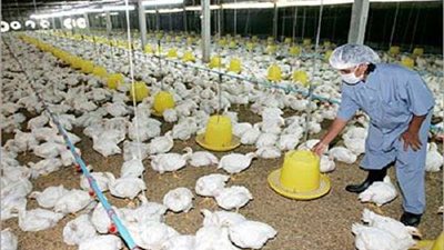 تعرف على أسعار الدواجن والبيض اليوم الأربعاء