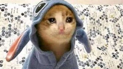 بالفيديو.. سيدة تعطل الطريق لمساعدة قطة