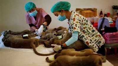 تقارير: تايلاند تستعبد القرود وتكسر أسنانهم لجني المال