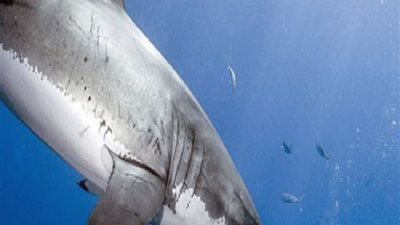 لحظة هجوم سمكة قرش على غواص وإصابة قدمه