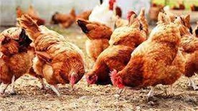 أسعار الفراخ فى بورصة الدواجن اليوم الإثنين 17 أكتوبر