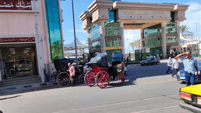 انتشار عربات الحنطور أمام ميناء الإسكندرية لتنقل السياح
