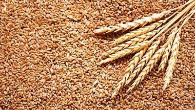 التموين تعلن انتظام توريد الأرز الشعير وشروط اعتماد المضارب