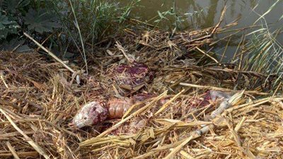 تفاصيل جديدة في لغز العثور على 20 حمارا مذبوحا بصحراء العياط