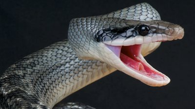 جبل «حرفة المسكون» وقصص الأهالي المرعبة.. مزارع: الثعبان كلمني