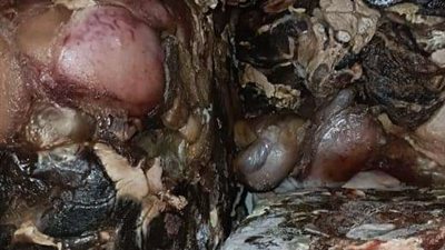 ضبط 4 طن من اللحوم والدواجن غير الصالحة للاستهلاك بالإسكندرية