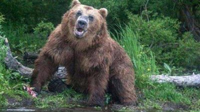 كان هيقطع ذراعها.. العناية الإلهية تنقذ طفلة 3 سنوات من دب مفترس